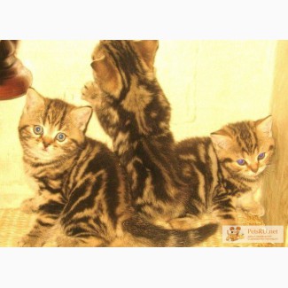 Британские котята - браун табби из питомника Его Величество Мрамор