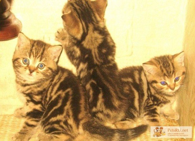 Фото 1/1. Британские котята - браун табби из питомника Его Величество Мрамор
