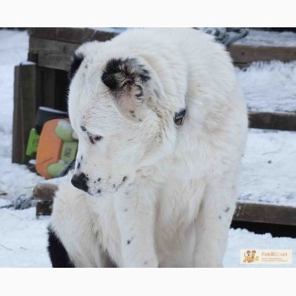 Продам белого подрощенного щенка алабая, среднеазиатской овчарки