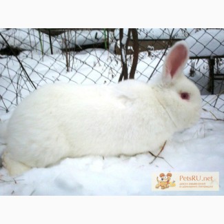 Кролики скороспелой породы новозеландские белые самки самцы