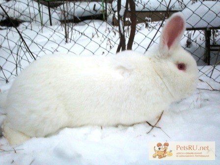 Фото 1/1. Кролики скороспелой породы новозеландские белые самки самцы