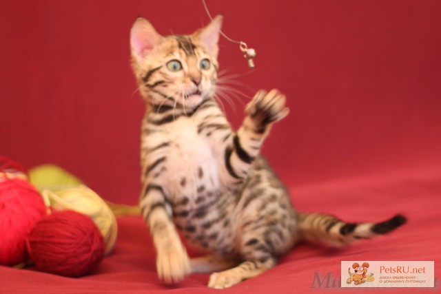 Фото 3. Питомник бенгальских кошек Malakhovka предлагает котят