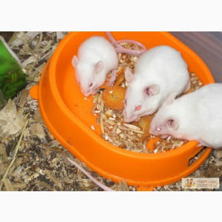 Живые кормовые мыши в Саратове в Саратове