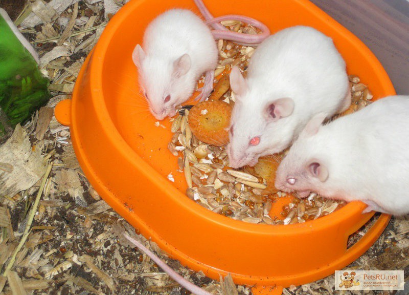 Фото 1/1. Живые кормовые мыши в Саратове в Саратове