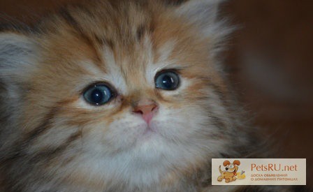Фото 1/1. Золотые британские котята в Перми