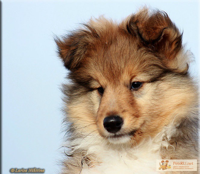 Чудесный щенок шелти в Красноярске