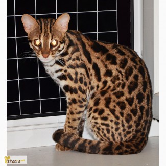 Азиатский Леопардовый Кот