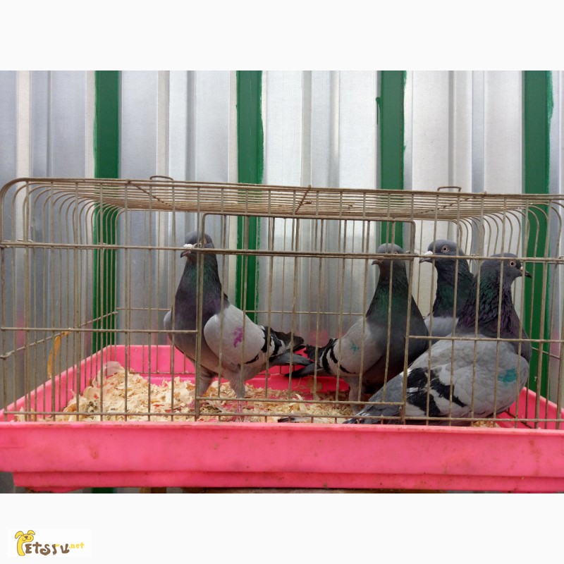 Фото 10. Продам бакинских голубей