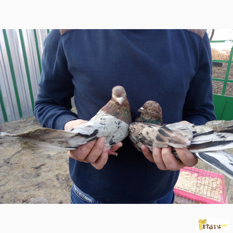 Фото 2. Продам бакинских голубей