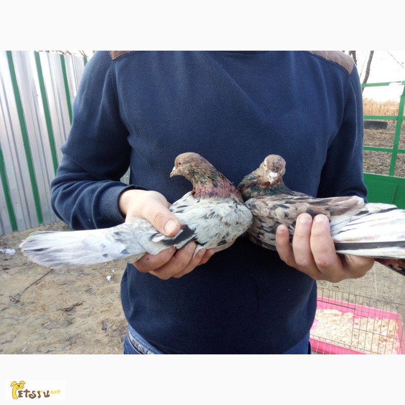 Фото 3. Продам бакинских голубей