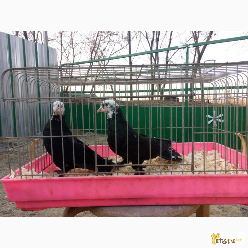 Фото 4. Продам бакинских голубей