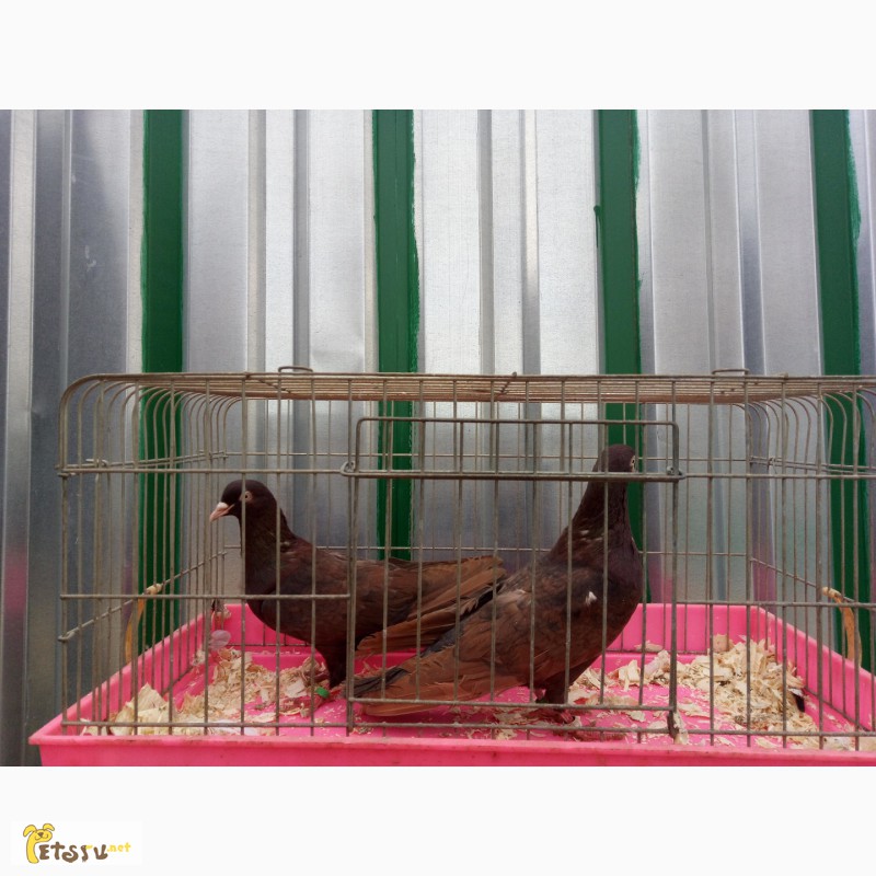 Фото 5. Продам бакинских голубей