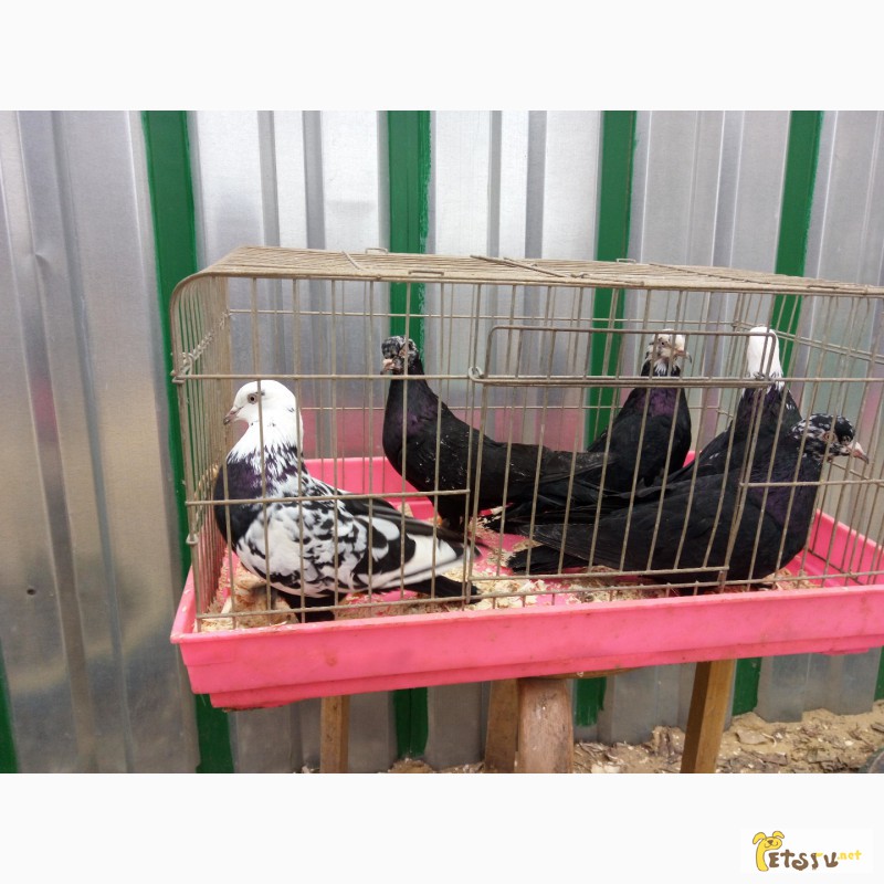 Фото 7. Продам бакинских голубей