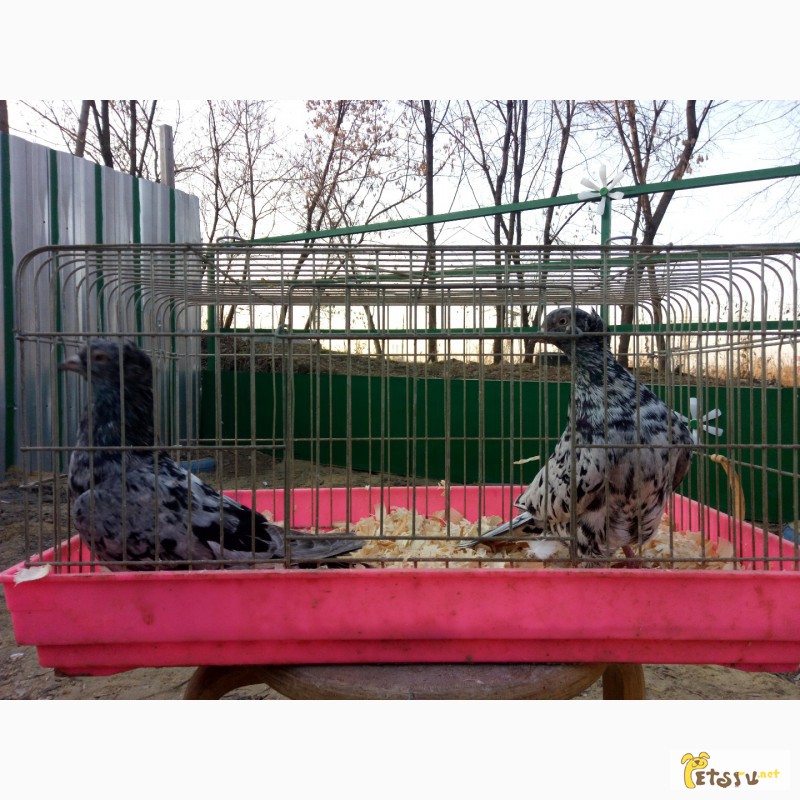 Фото 8. Продам бакинских голубей