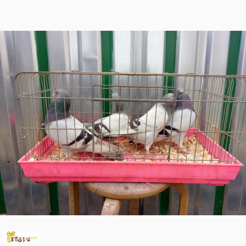 Фото 9. Продам бакинских голубей