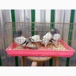 Продам бакинских голубей