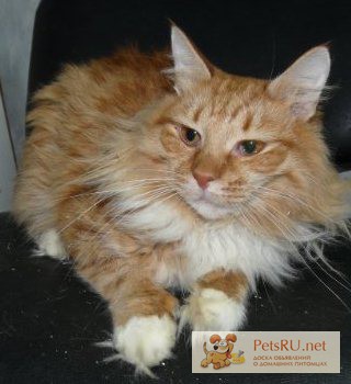Фото 1/1. Феофан - метис мейн куна солнечный кот c апельсиновыми глазами в дар!