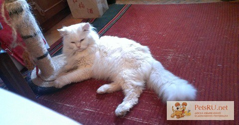 Фото 1/1. Белый сибирский кот