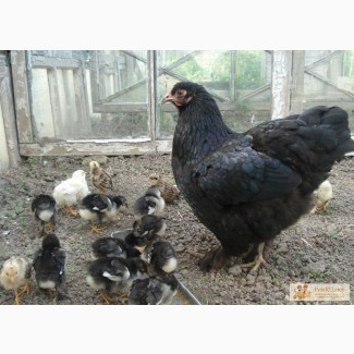Цыплята от деревенских несушек в Казани