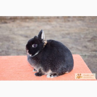 Кролик минор, самочка 6 мес, черный оттер, вес 1 кг, уши 5 см