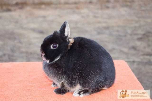 Кролик минор, самочка 6 мес, черный оттер, вес 1 кг, уши 5 см
