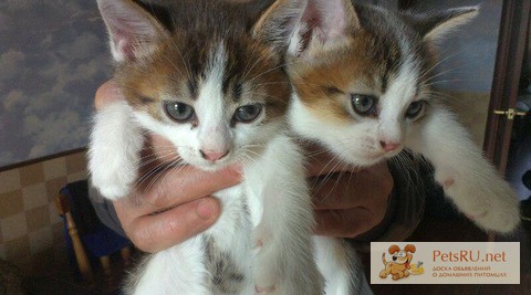 Абиссинские котята(метисы) в дар 2 мес