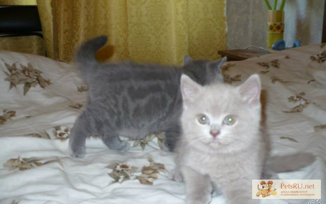 Фото 1/1. Британские котята, 4000 руб. в Анапе