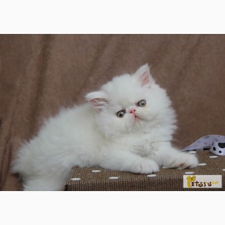 Персидский белый котик