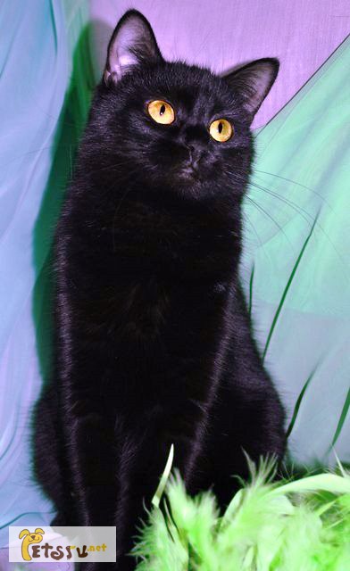 Фото 2. Черные коты и кошки в добрые руки
