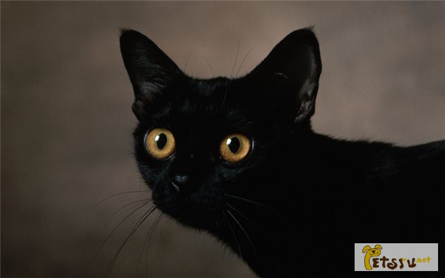 Фото 9. Черные коты и кошки в добрые руки