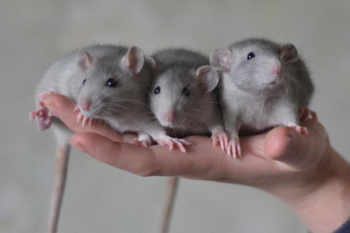 Ручные крысята мальчики от 1 мес. разного окраса на фото