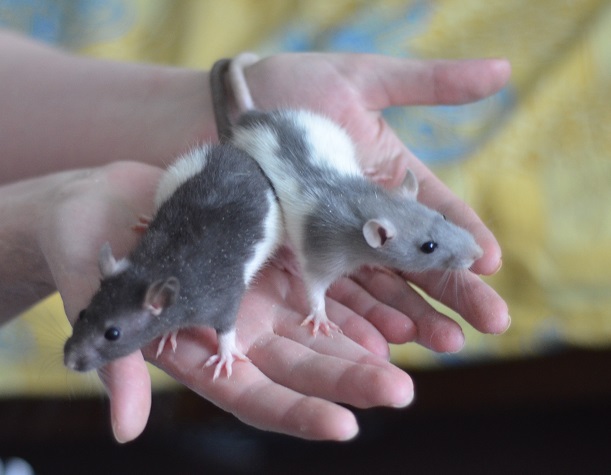 Фото 2. Ручные крысята мальчики от 1 мес. разного окраса на фото