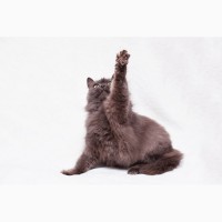 Пушистость и нежность - кошка Фиона в добрые руки