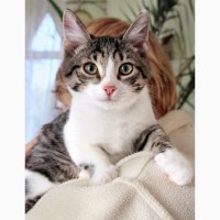 Котенок Том Сойер игривый и весёлый мальчик в дар