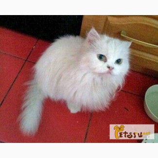 Глухая белая персидская кошка