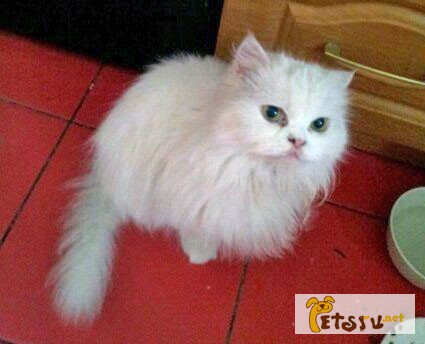 Фото 1/1. Глухая белая персидская кошка