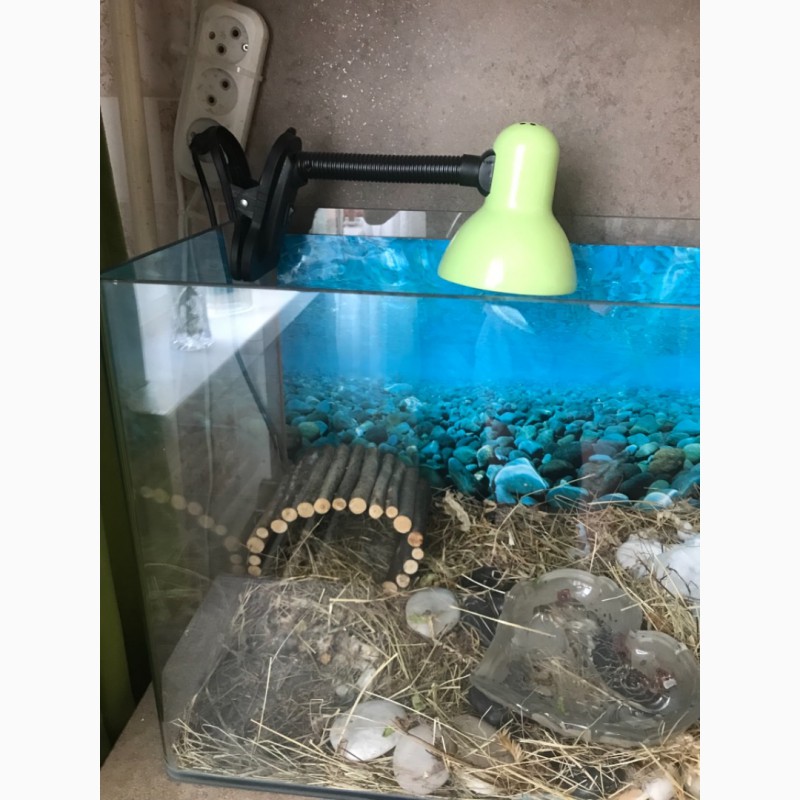 Фото 2. Сухопутная черепаха и аквариум
