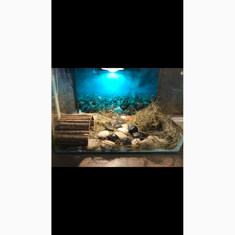 Фото 3. Сухопутная черепаха и аквариум