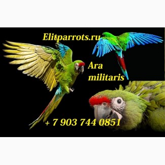 Птенцы выкормыши солдатский ара (Ara militaris)