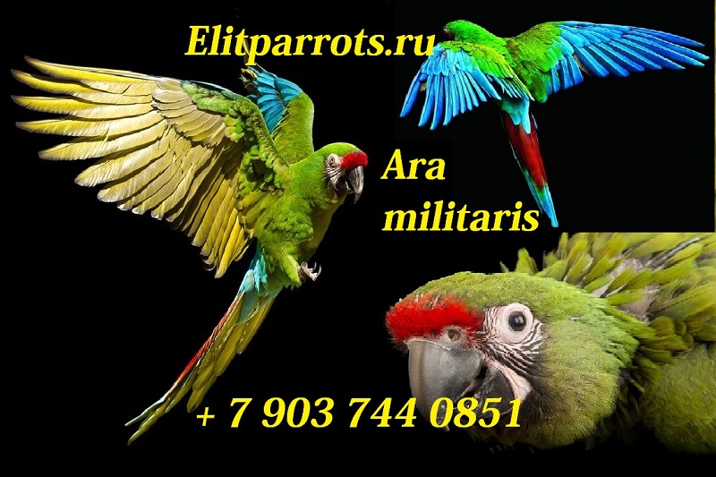 Птенцы выкормыши солдатский ара (Ara militaris)