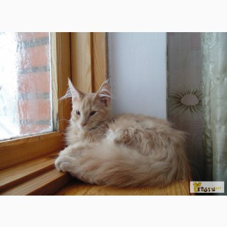 Котик мейн-кун в Таганроге