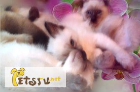 Фото 3. Тайские(сиамские)котята