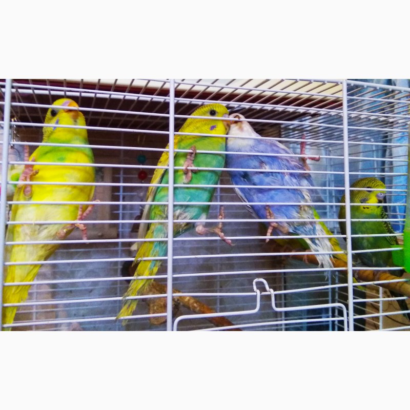 Фото 2/2. Птенцы попугаев для обучения разговору