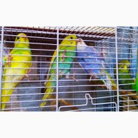Птенцы попугаев для обучения разговору