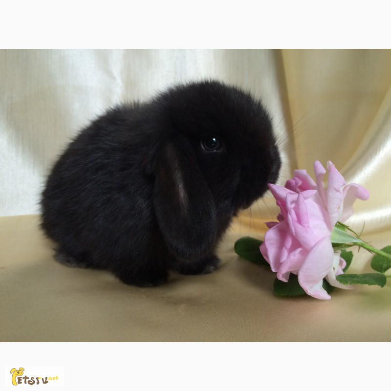 Фото 4. Купите декоративного карликового кролика в питомнике Зайкина усадьба в Москве