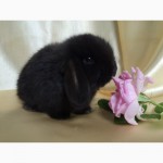 Купите декоративного карликового кролика в питомнике Зайкина усадьба в Москве
