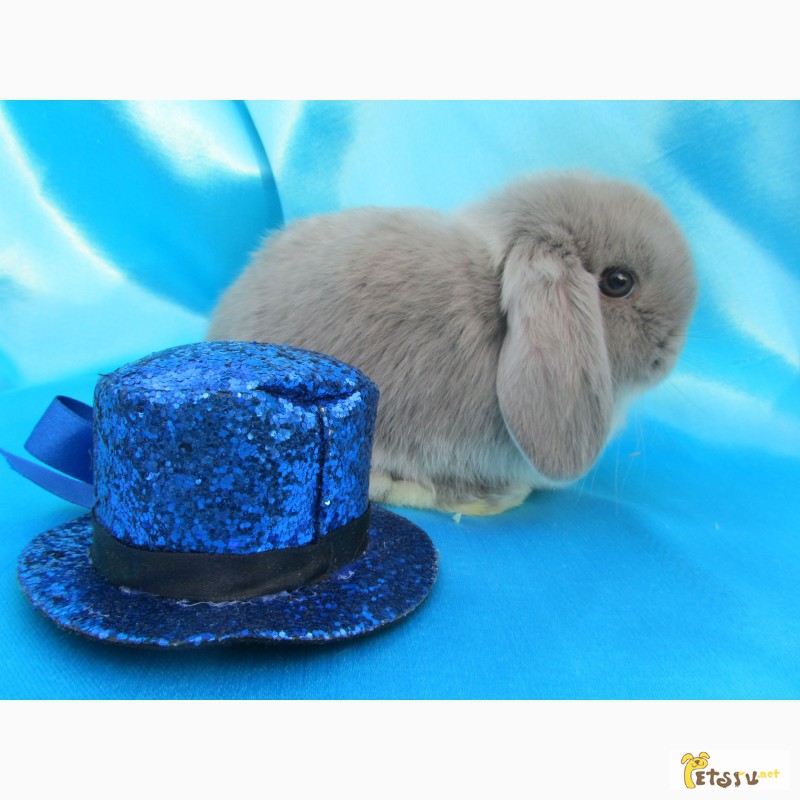 Фото 8. Купите декоративного карликового кролика в питомнике Зайкина усадьба в Москве