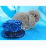 Купите декоративного карликового кролика в питомнике Зайкина усадьба в Москве