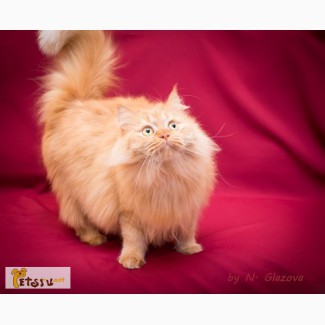 Молодой персидский кот Мишель, рыжее солнце в дар!