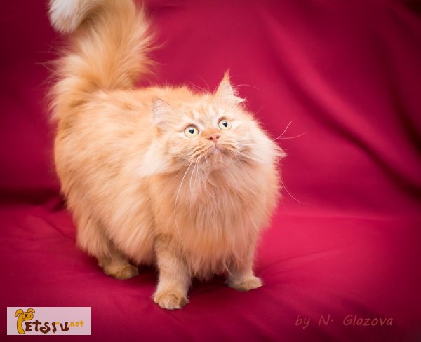 Фото 1/1. Молодой персидский кот Мишель, рыжее солнце в дар!